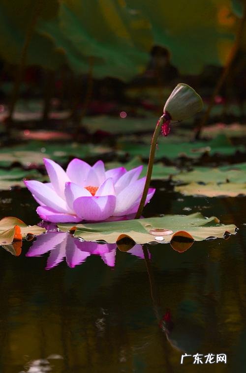 清水出芙蓉的芙蓉指的是什么,清水出芙蓉中的芙蓉是什么花的别名