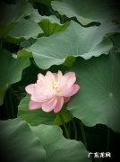 清水出芙蓉的芙蓉指的是什么,清水出芙蓉中的芙蓉是什么花的别名
