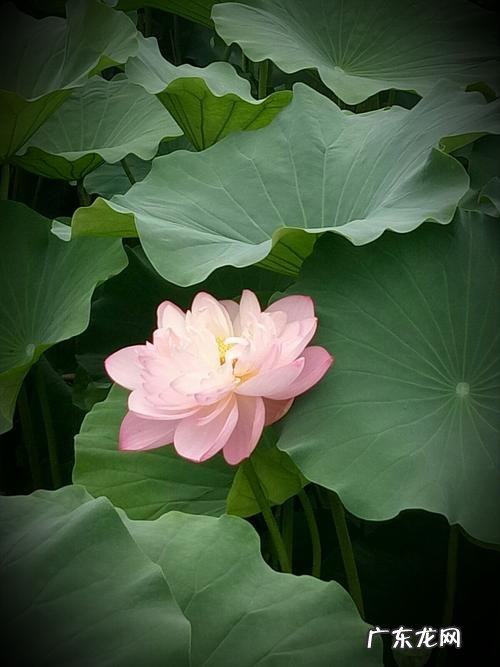 清水出芙蓉的芙蓉指的是什么,清水出芙蓉中的芙蓉是什么花的别名