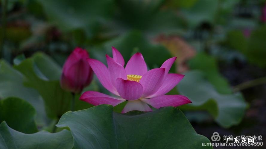 清水出芙蓉的芙蓉指的是什么,清水出芙蓉中的芙蓉是什么花的别名