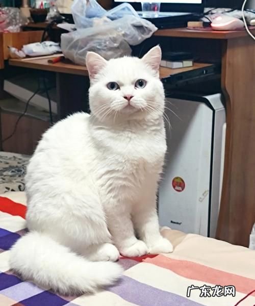 怎么区分纯白英短和田园猫,田园猫和英短的区别幼崽
