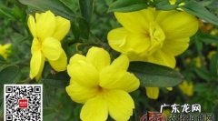迎春花用什么土好,迎春花用什么土栽培好