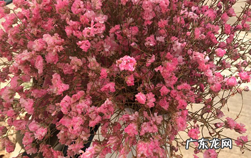 满天星施肥是直接晒在土表面,满天星的种植方法