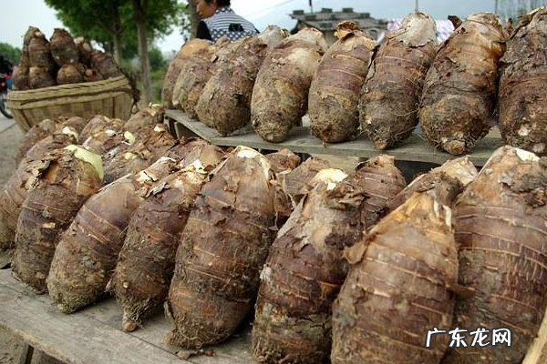 芋头留种可不挖出来放土里可以,冬天芋头种子怎样储藏