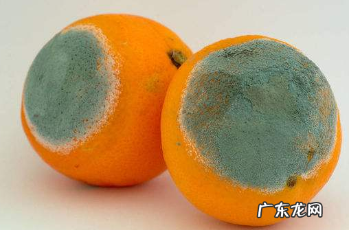 水果腐烂的微生物是什么,水果腐烂后的小飞虫叫什么
