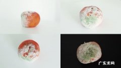 水果腐烂的微生物是什么,水果腐烂后的小飞虫叫什么