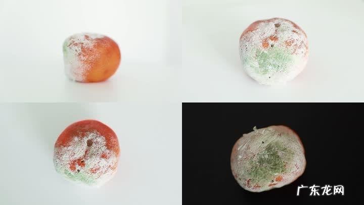 水果腐烂的微生物是什么,水果腐烂后的小飞虫叫什么
