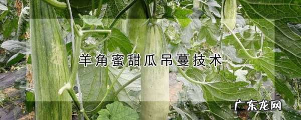 羊角蜜甜瓜怎么样授粉,羊角蜜甜瓜吊蔓技术