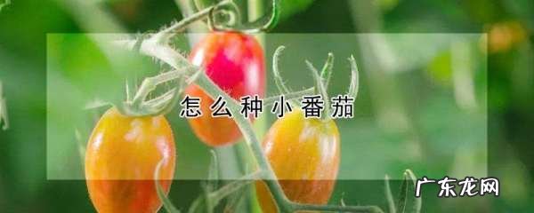 小番茄种子怎么取,小番茄怎么种