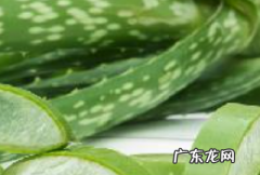 角质层薄可以用芦荟胶来修复,角质层受损可以用芦荟胶修复