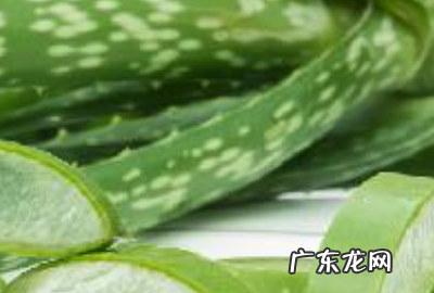 角质层薄可以用芦荟胶来修复,角质层受损可以用芦荟胶修复
