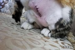 母猫绝育怎么吃饭,母猫做完绝育后需要给它吃些什么