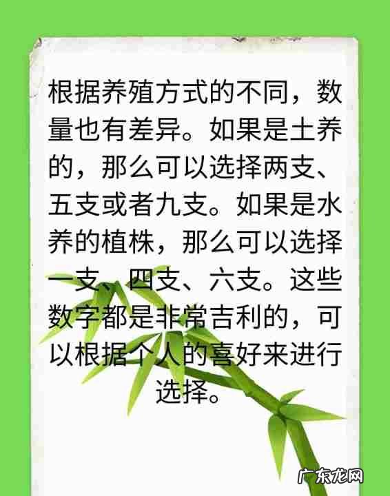 富贵竹养几根才最好,富贵竹一般养几支最好