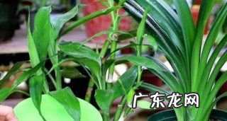 富贵竹养几根才最好,富贵竹一般养几支最好