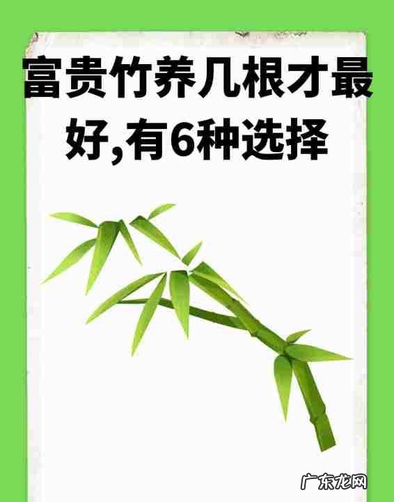 富贵竹养几根才最好,富贵竹一般养几支最好