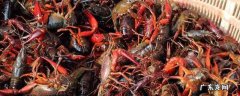 死龙虾和活龙虾的区别 龙虾死虾和活虾的区别