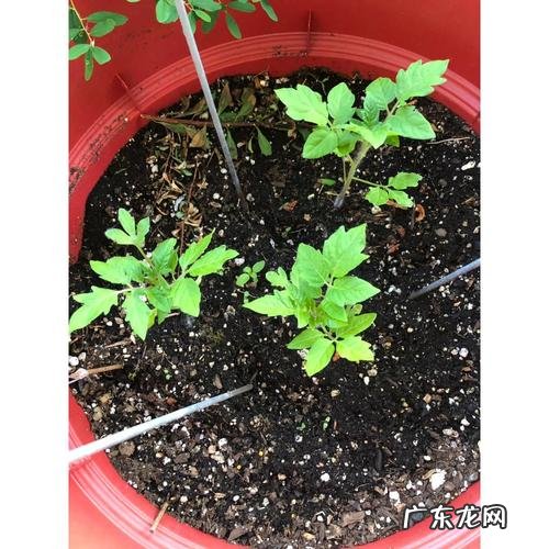 西红柿苗期多少天,西红柿育苗几天出苗发芽