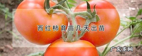 西红柿苗期多少天,西红柿育苗几天出苗发芽