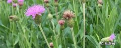 夏天能种什么菜 夏菜是什么菜
