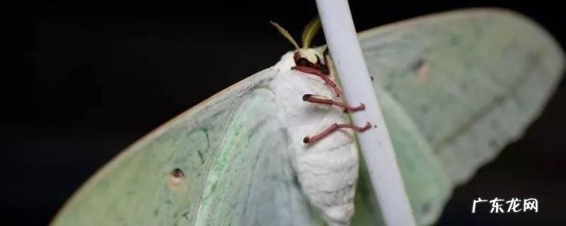 蚕蛾的哪些行为和繁殖有关 蚕蛾的行为特征有哪些