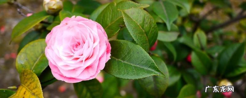学生送的花可以送人吗 学生送的花可以送人吗知乎