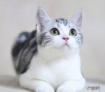 美短猫 不轻易生病的猫有哪些