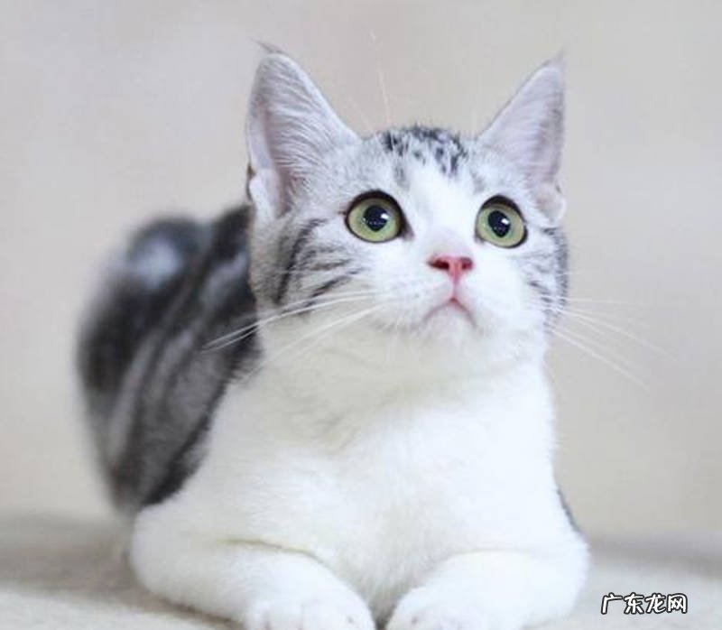 美短猫 不轻易生病的猫有哪些