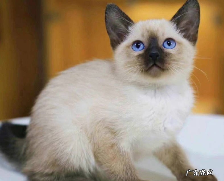 美短猫 不轻易生病的猫有哪些