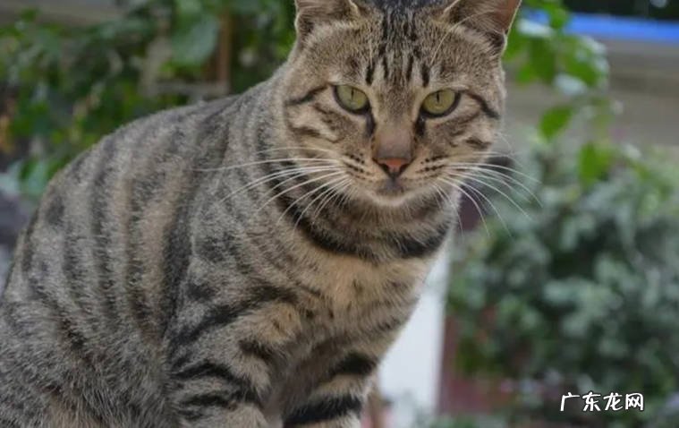 美短猫 不轻易生病的猫有哪些