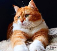 颜值高 橘猫为什么受欢迎
