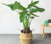 滴水观音 哪些绿植有潜在危险