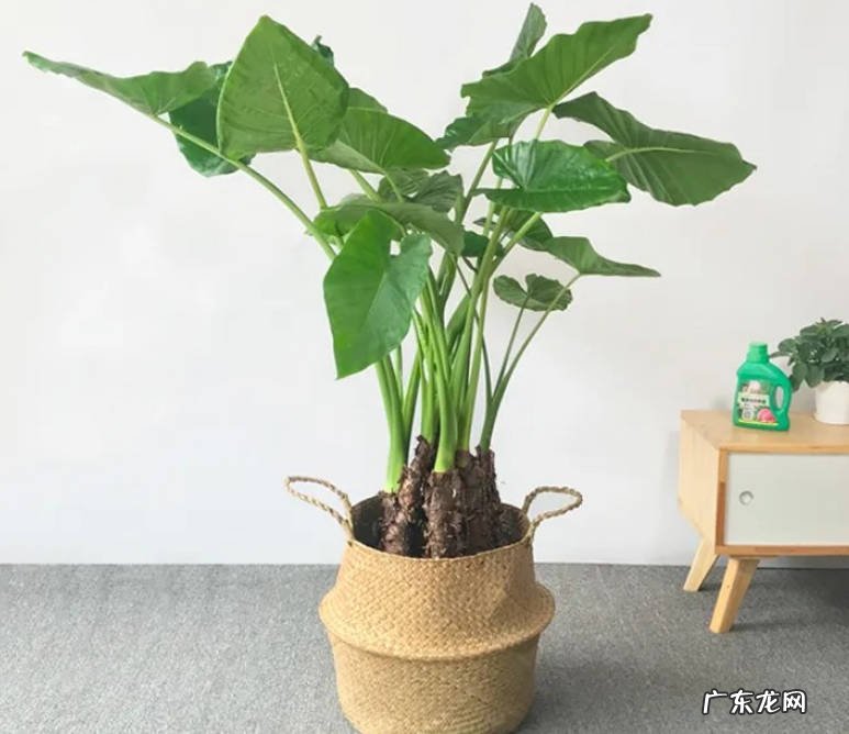 滴水观音 哪些绿植有潜在危险