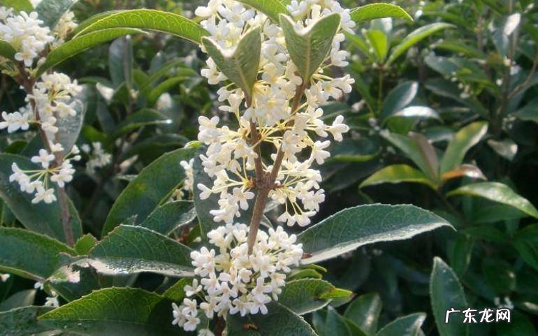 天香台阁 什么品种的桂花适合居家养殖