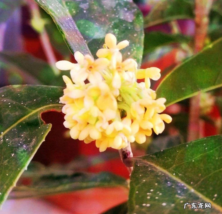 天香台阁 什么品种的桂花适合居家养殖