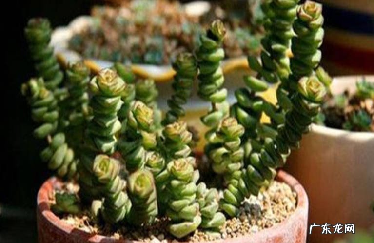 注意水量安排 多肉植物钱串子的种植与护理