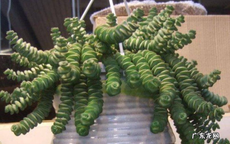 注意水量安排 多肉植物钱串子的种植与护理