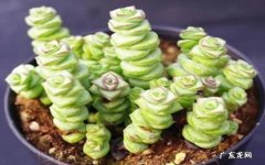 注意水量安排 多肉植物钱串子的种植与护理