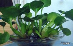 经常换水 如何正确照顾家养的水葫芦