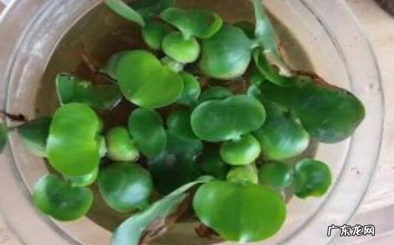 经常换水 如何正确照顾家养的水葫芦