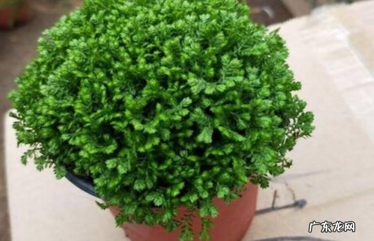 换水 绿地球草的种植与护理