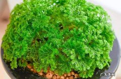 换水 绿地球草的种植与护理
