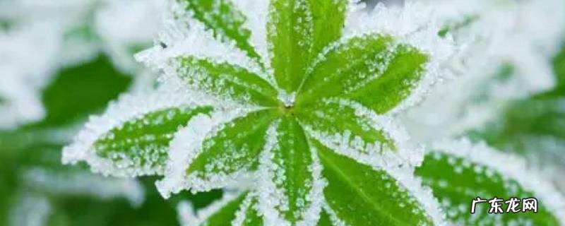 冰花的形状各异有的像什么什么什么 冰花的形状像什么