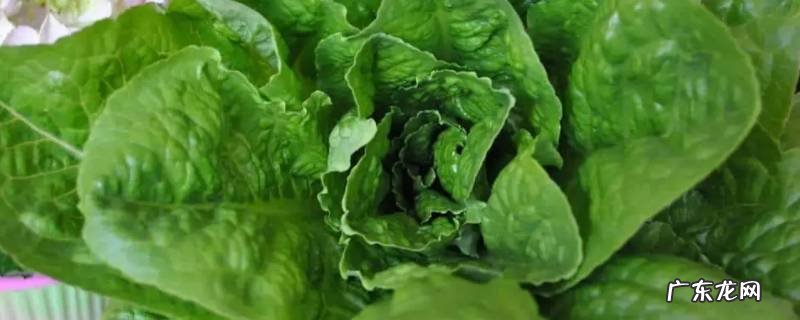 窝麻菜是一种什么菜 窝麻菜的营养