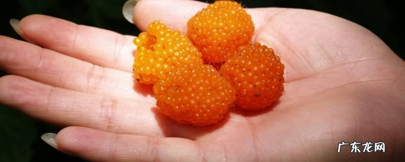 覆盆子是空心的还是实心的 空心泡是否就是覆盆子