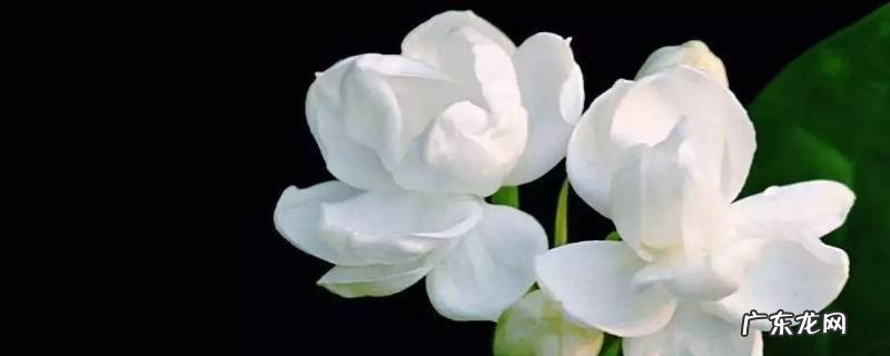 女生送茉莉花是什么意思 送茉莉花是什么意思