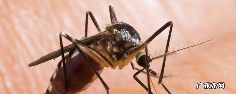 蚊子能感应到人准备打它吗 蚊子能感觉到人要打它吗