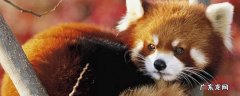 小熊猫是小浣熊吗 小浣熊是不是熊猫