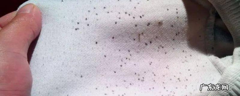 毛巾上有霉斑怎么洗掉 毛巾有霉斑怎么洗掉