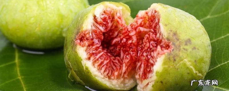 无花果成熟期在几月份 北方无花果成熟期在几月份