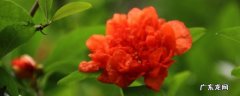 石榴花可以吃吗 花石榴能不能吃